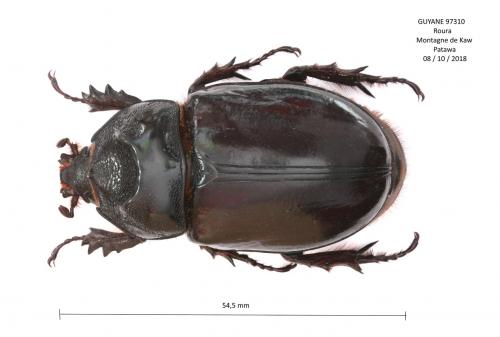 Strategus aloeus